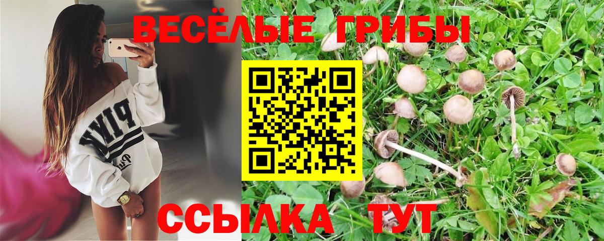 Псилоцибиновые грибы Psilocybine cubensis Курган